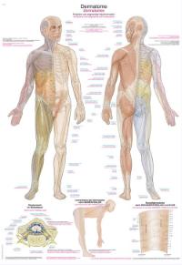 Plansch Dermatomes