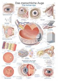 Plansch Ögat The human eye 50 x 70cm